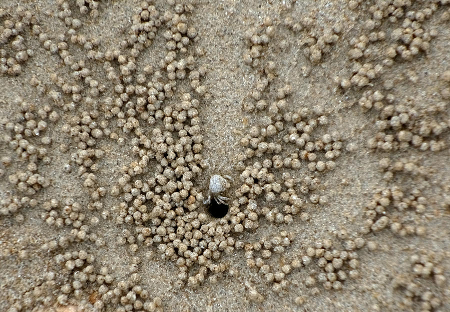 Sand Bubbler Crab Photograph by Nigel Cattlin