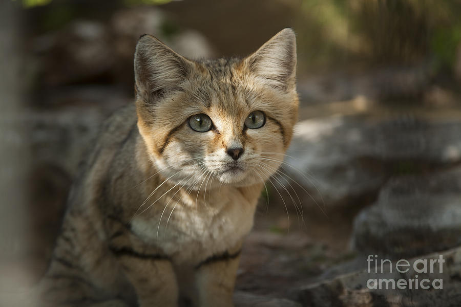 Sand Cat Felis margarita Photograph by Eyal Bartov