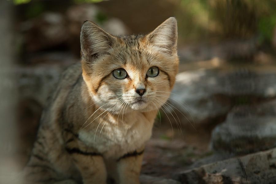 Sand Cat (felis Margarita) Photograph by Photostock-israel