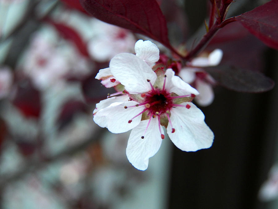Sand Cherry Tree Blooming I Photograph by Corinne Elizabeth Cowherd