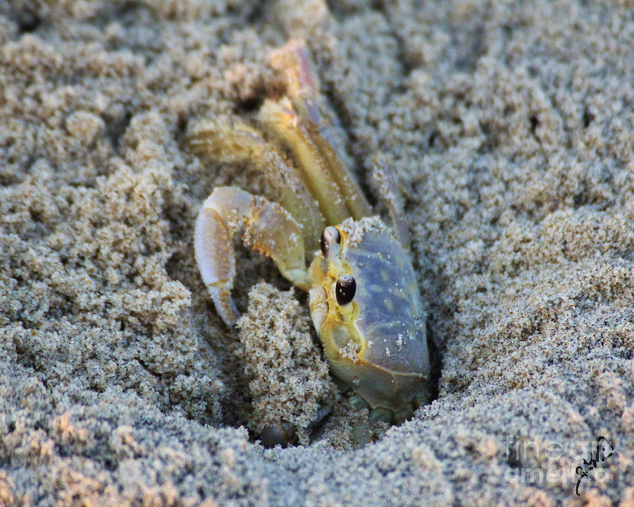 Sand Crab Photograph by Gia Mate - Fine Art America