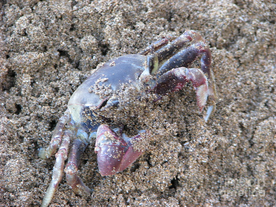 Sand Crab Photograph by Michael Krek