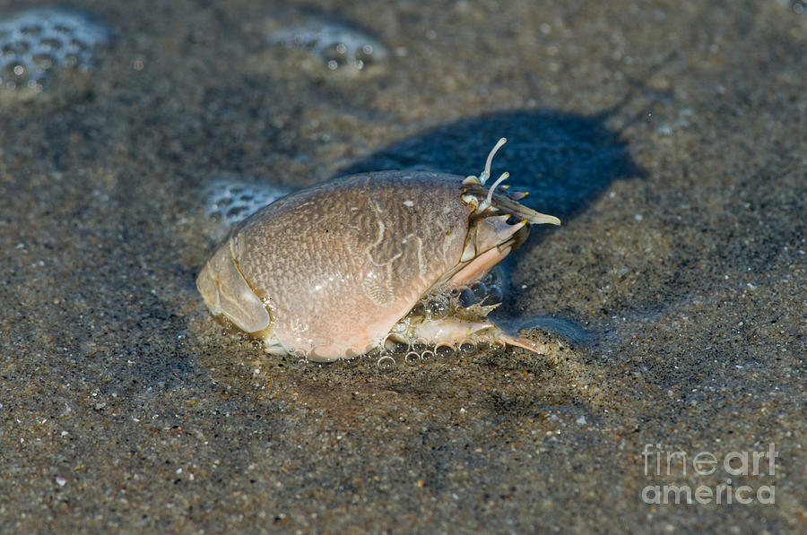 Sand Crab Or Mole Crab Photograph by Anthony Mercieca
