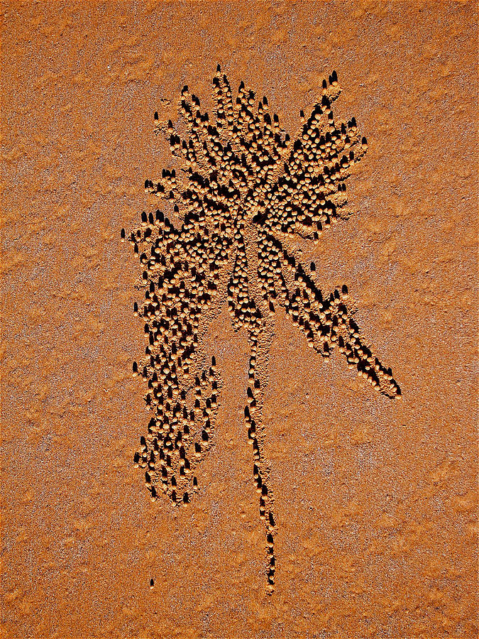 Sand crab patterns 2 Photograph by Jocelyn Kahawai