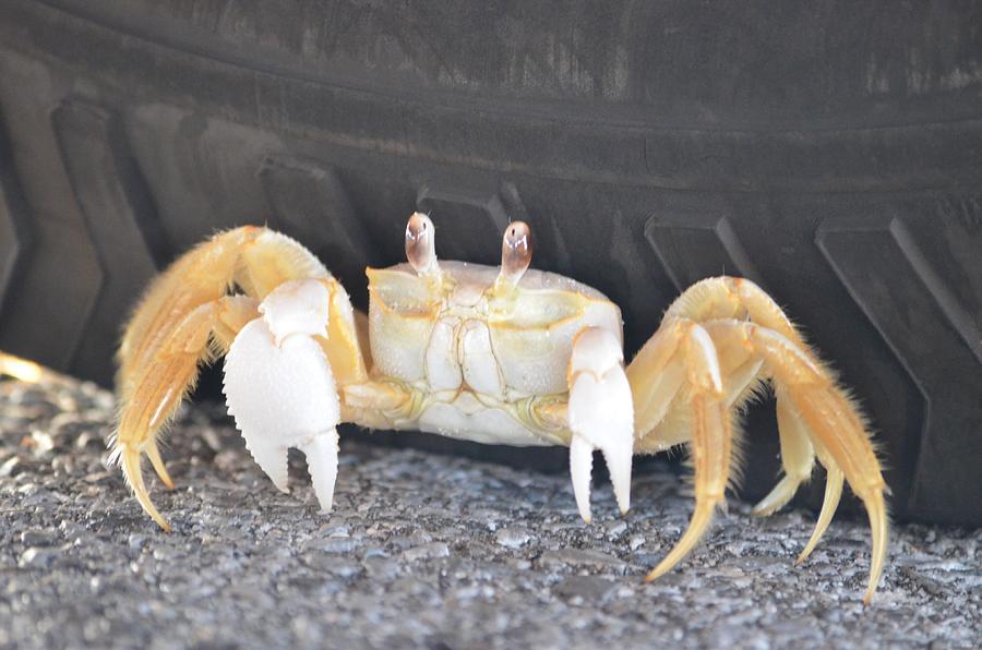 Sand Crab Up Against the Sidewall Photograph by Jeff at JSJ Photography