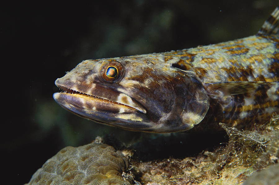 Sand Diver Photograph by Charles Angelo