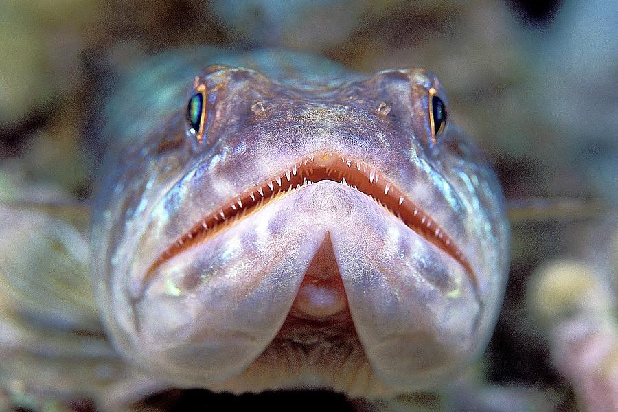 Sand Diver Photograph by Clay Coleman/science Photo Library - Fine Art