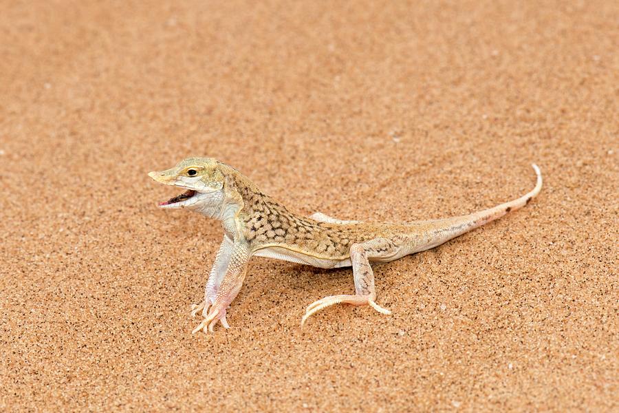 Sand Diving Lizard In The Namib Desert By Tony Camacho