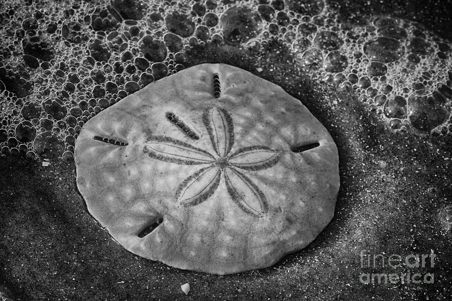 Sand Dollar 2 BW Botany Bay Photograph by Carrie Cranwill