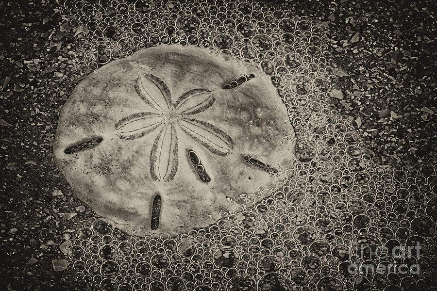 Sand Dollar 3 Black and White Botany Bay Photograph by Carrie Cranwill