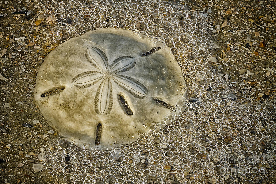 Nature Photograph - Sand Dollar 3 Botany Bay by Carrie Cranwill