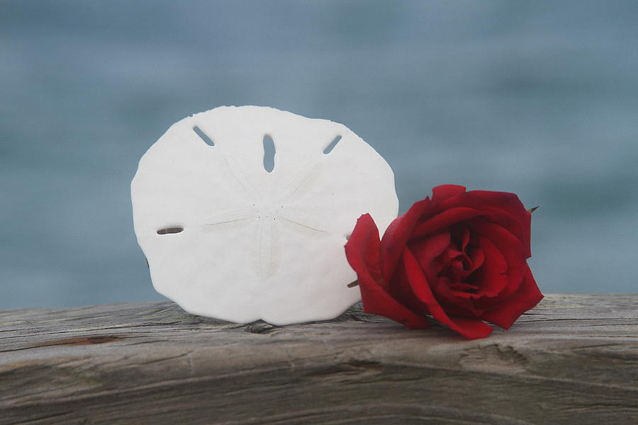 Shell Photograph - Sand Dollar and Red Rose by Cathy Lindsey