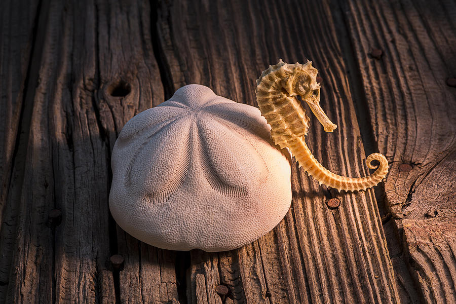Still Life Photograph - Sand dollar and seahorse by Garry Gay