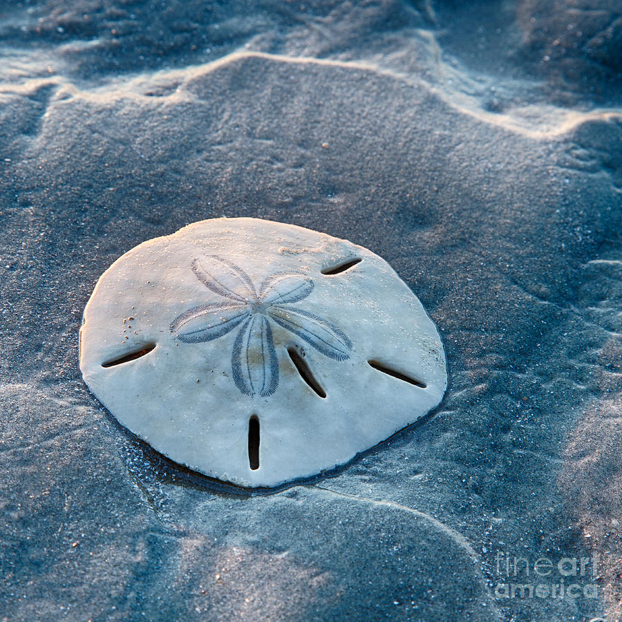 Sand Dollar Photograph by Carrie Cranwill