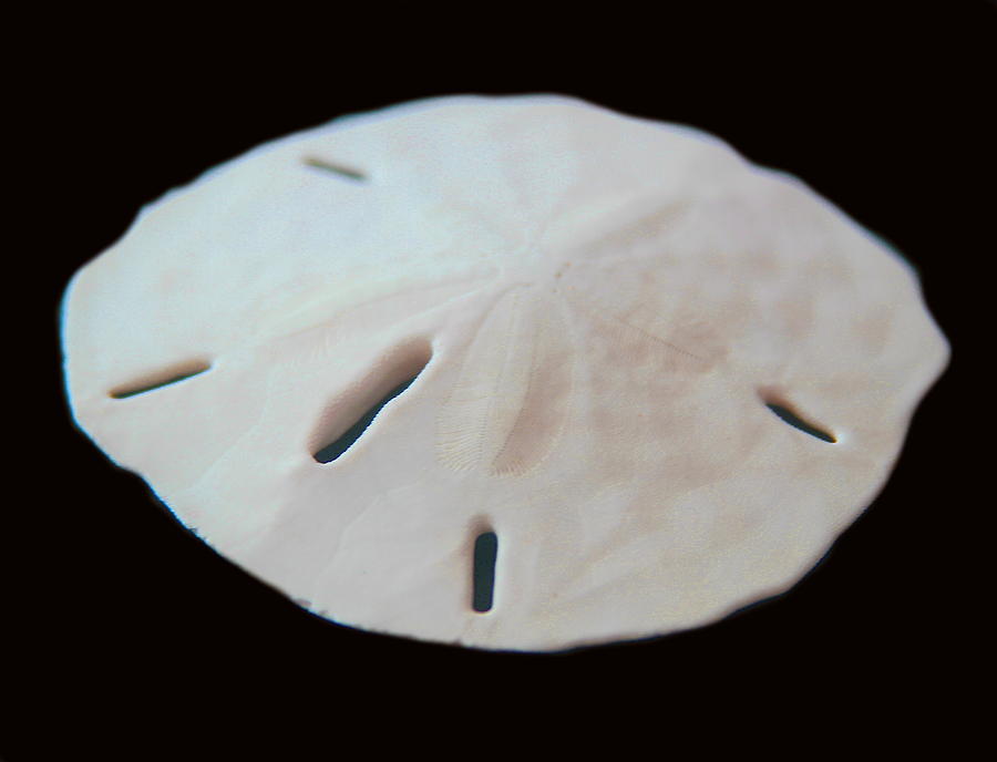 Shell Photograph - Sand Dollar  by Cathy Lindsey