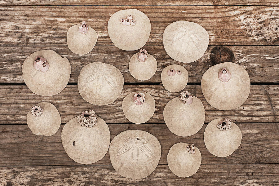 Sand Dollar Collection Photograph by Art Block Collections