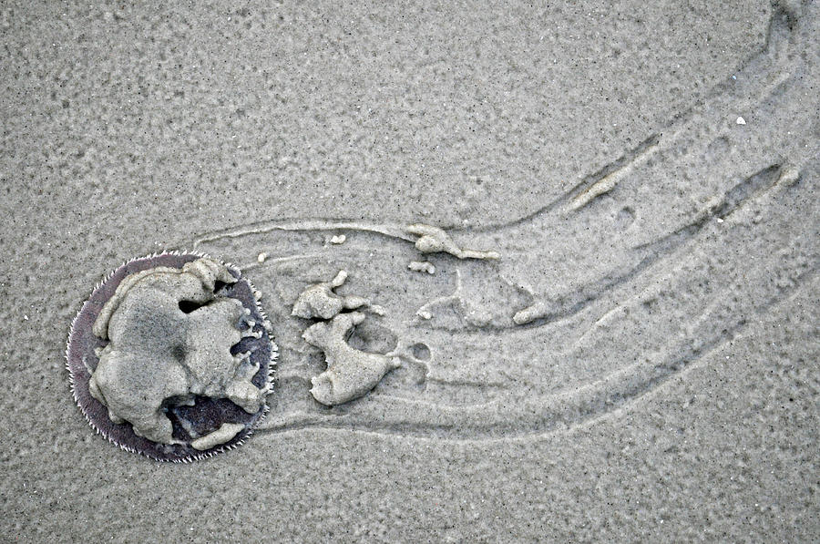 Sand Dollar Crawls Across the Beach Sands of Jekyll Island Photograph by Bruce Gourley