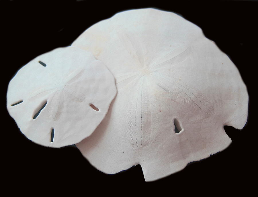 Shell Photograph - Sand Dollar Duo by Cathy Lindsey