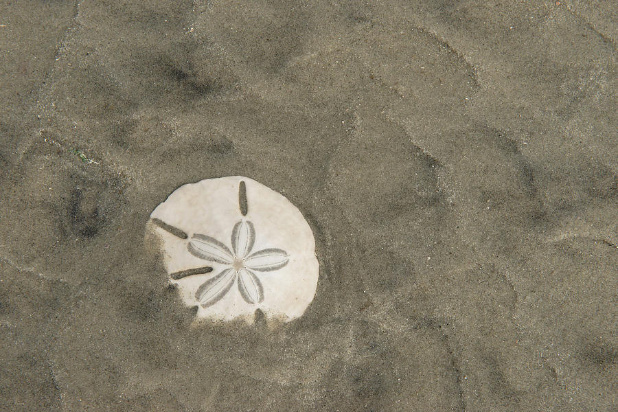 Beach Photograph - Sand Dollar (echinarachnius Parma by Pete Oxford