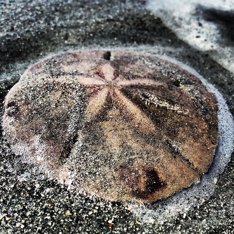 Shell Photograph - Sand Dollar by M West
