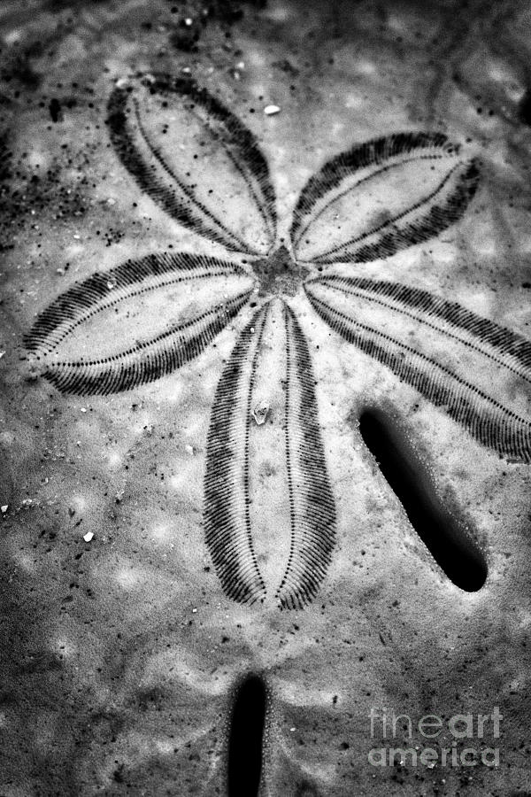 Sand Dollar Macro Botany Bay Photograph by Carrie Cranwill