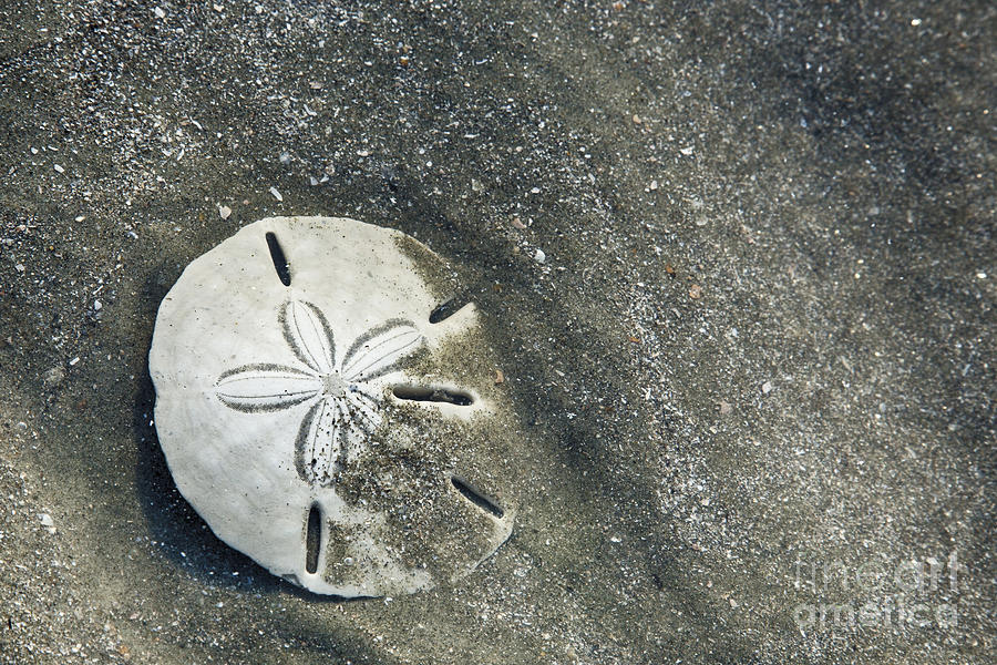 Sand Dollar on Boneyard Beach Photograph by Carrie Cranwill