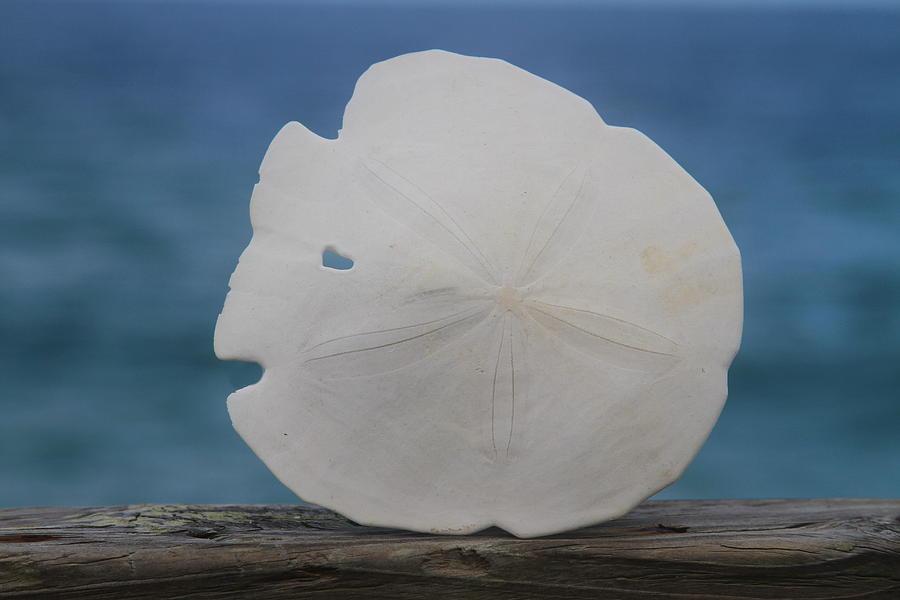 Shell Photograph - Sand Dollar on Railing 2 by Cathy Lindsey