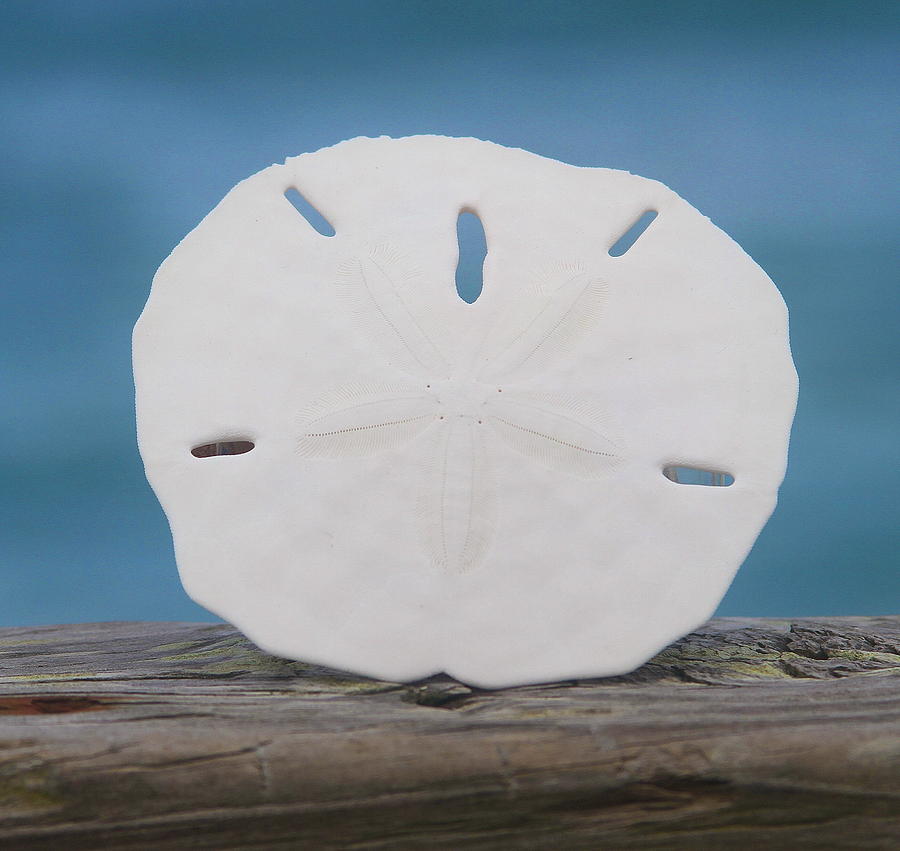 Shell Photograph - Sand Dollar on Railing by Cathy Lindsey
