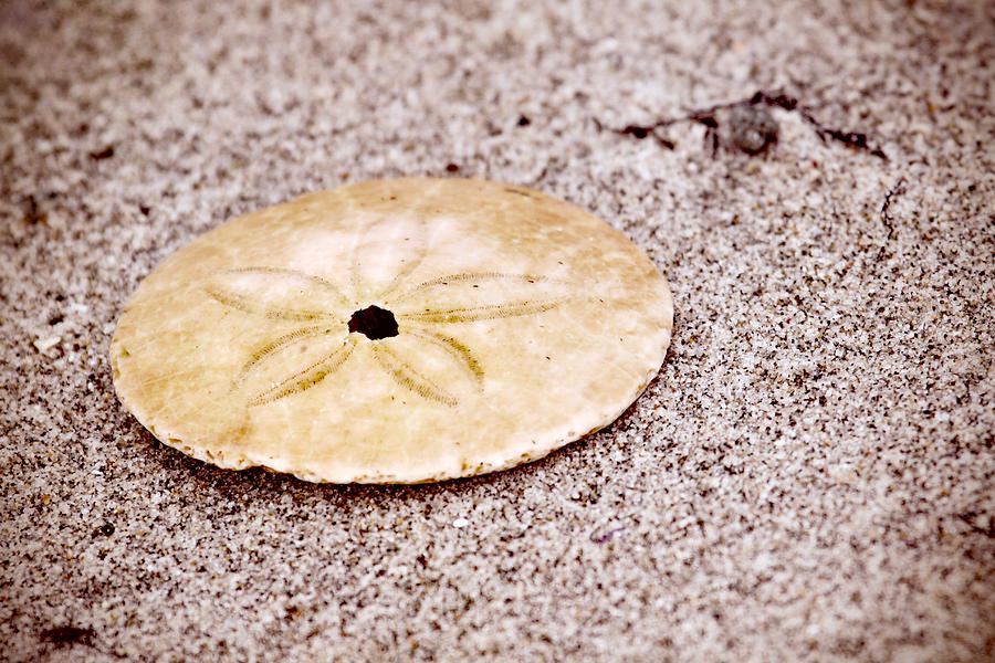 Sand Dollar on the Beach Photograph by Peggy Collins