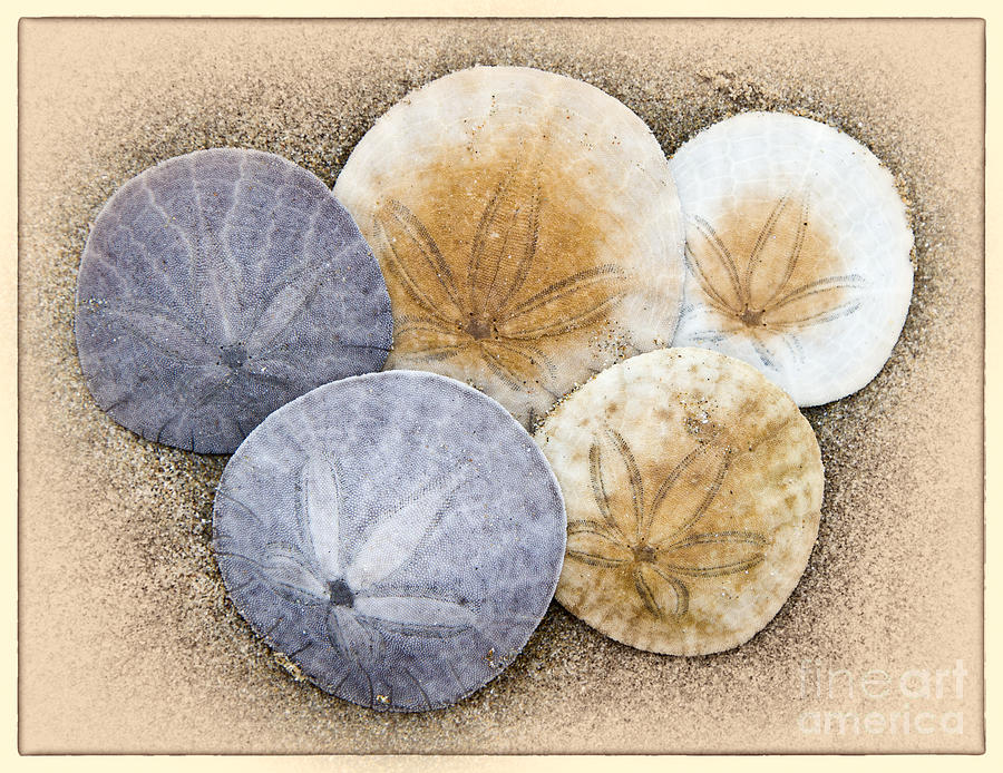 Sand Dollars Photograph by Mimi Ditchie