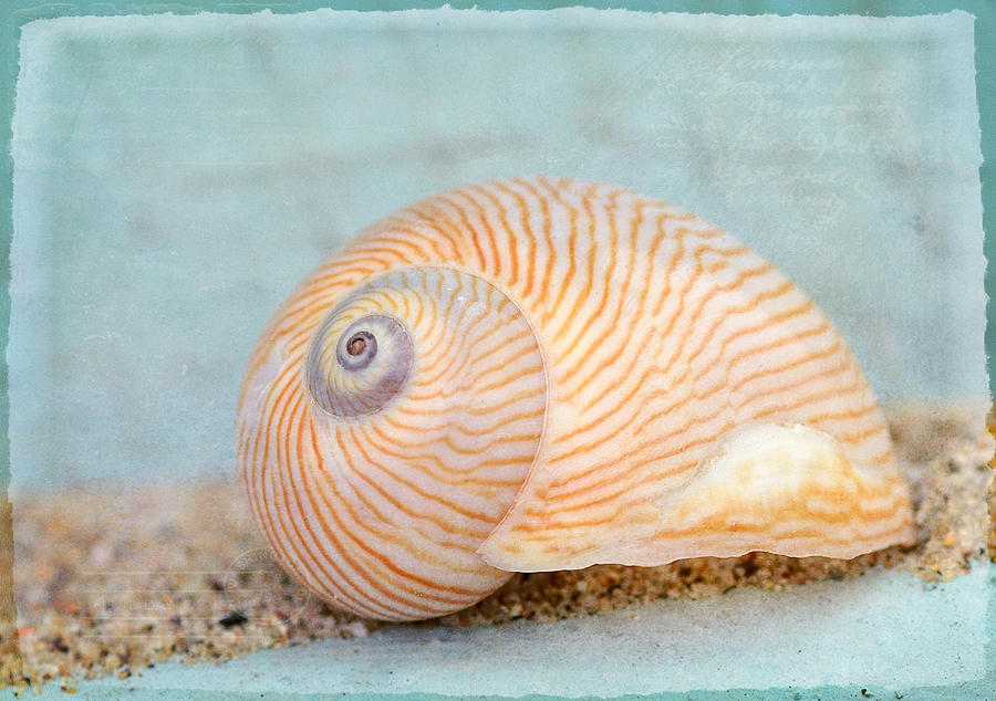 Marine Organism Photograph - Sand Drift by Fraida Gutovich