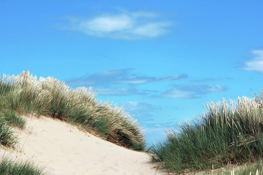 Sand Dune And Beachgrass Photograph by Sam Bunker