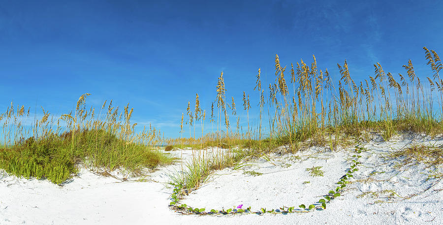 Nature Photograph - Sand Dune On The Beach, Siesta Key by Panoramic Images