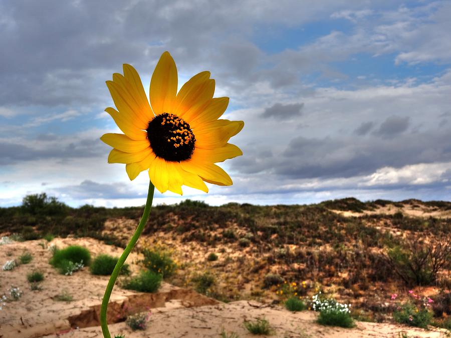 Sand Dune Sunflower I Photograph by Lanita Williams
