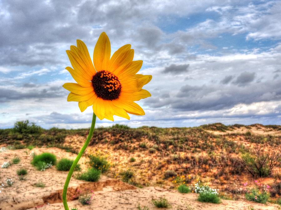 Sand Dune Sunflower II Photograph by Lanita Williams
