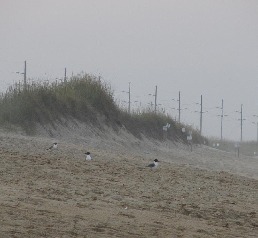 Seagull Photograph - Sand Dunes and Seagulls by Cathy Lindsey
