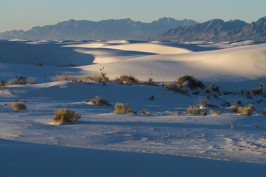 Sand Dunes And Yuccas, Nm Photograph by John Shaw - Fine Art America