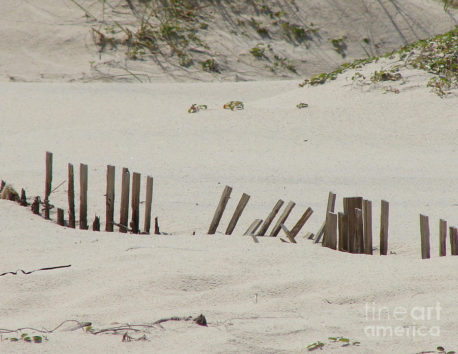 Summer Photograph - Sand Dunes At Gulf Shores by Leara Nicole Morris-Clark