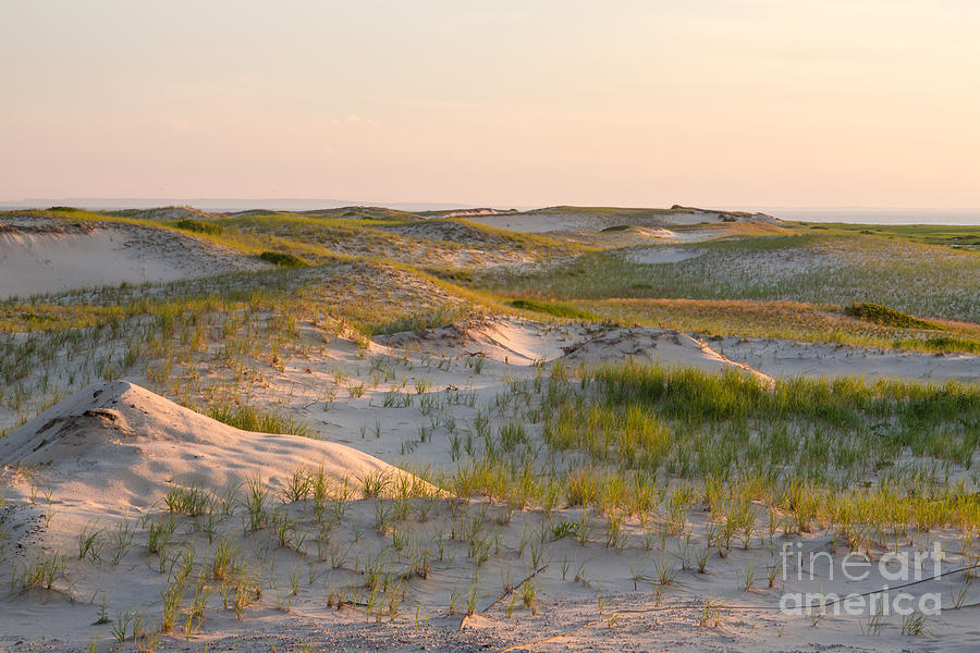 Sand Dunes at Race Point Beach Photograph by Susan Cole Kelly