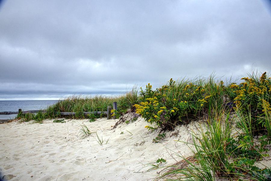 Sand Dunes in Bloom Photograph by Jean Hutchison