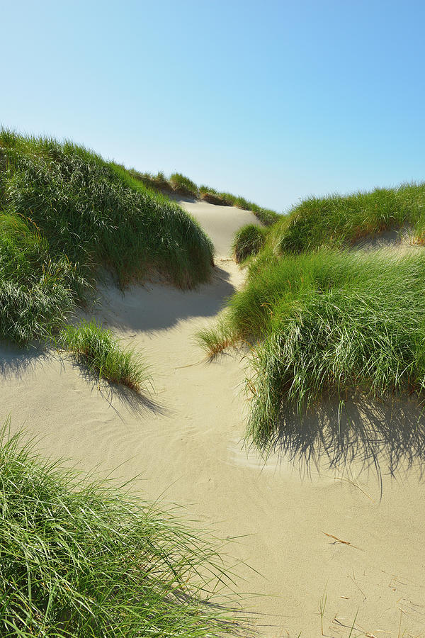 Sand Dunes In Summer Photograph by Raimund Linke