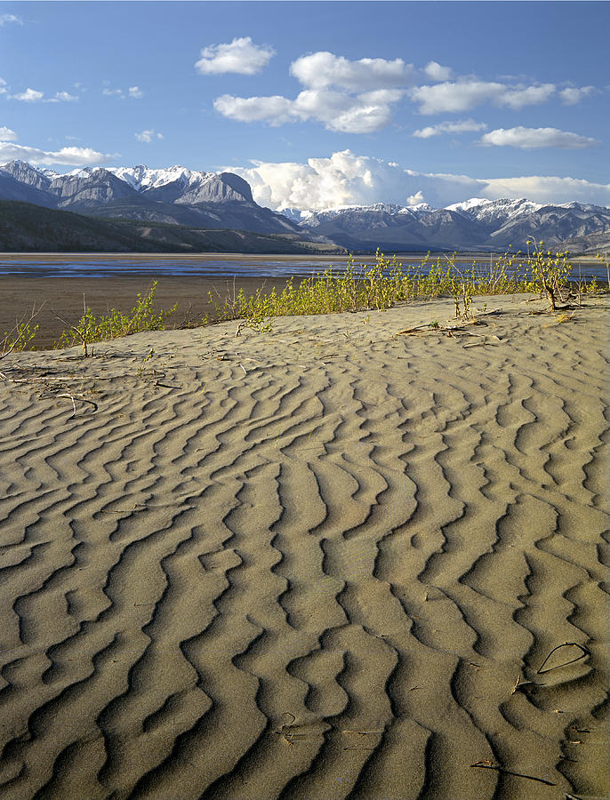 1M3938-Sand Dunes in the Can. Rockies Photograph by Ed  Cooper Photography