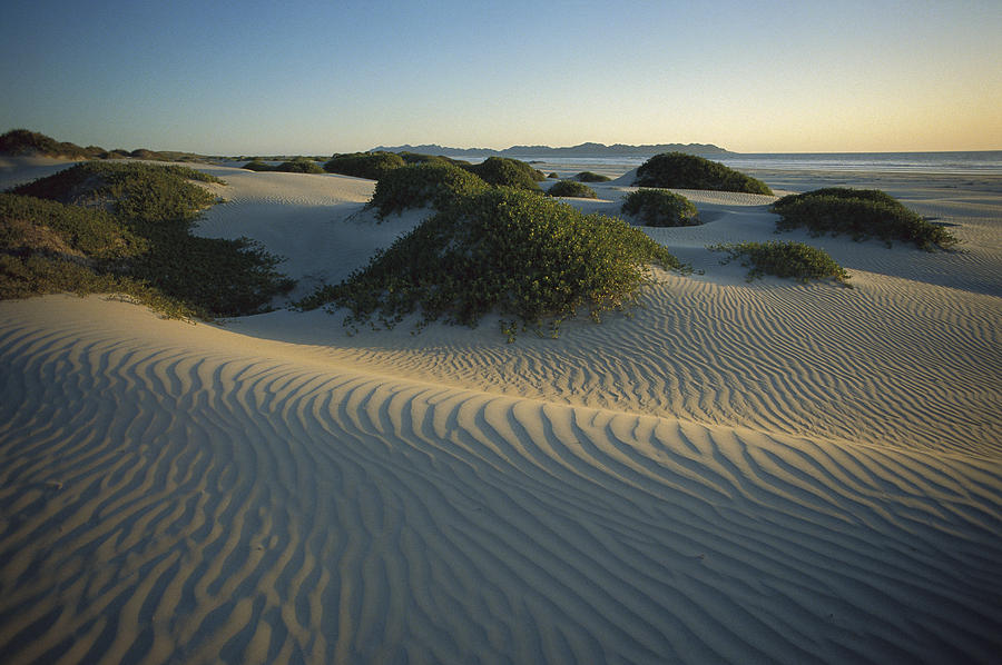 Sand Dunes Magdalena Island Baja Photograph by Tui De Roy