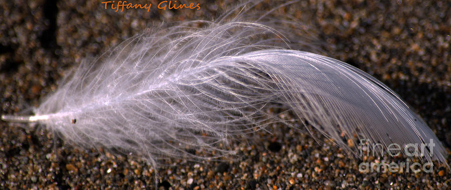 Beach Photograph - Sand Feather by Tiffany  Glines