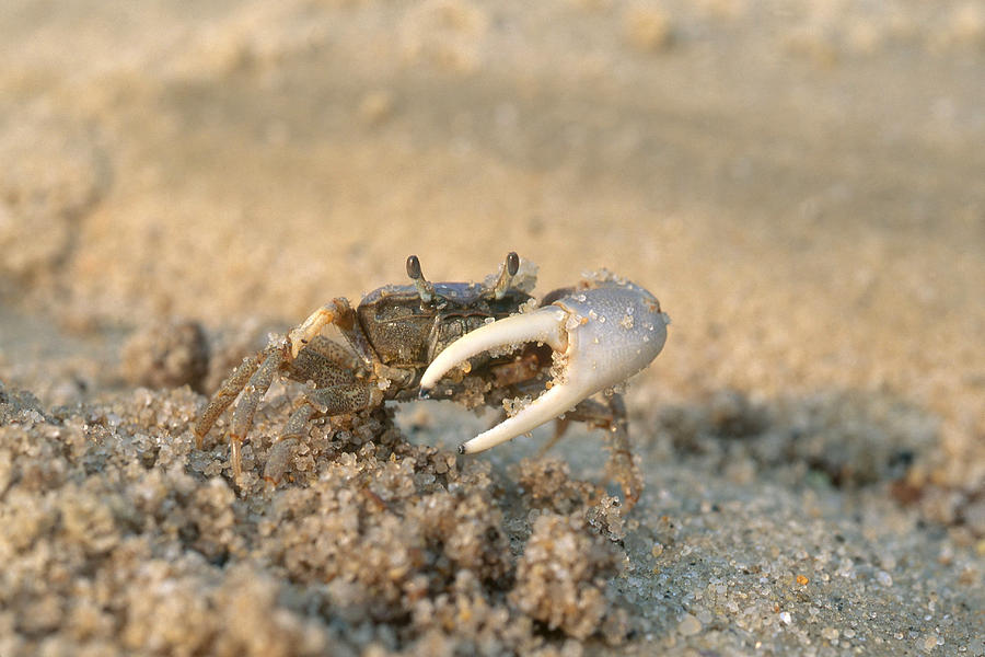 Sand Fiddler Photograph by Andrew J. Martinez | Fine Art America