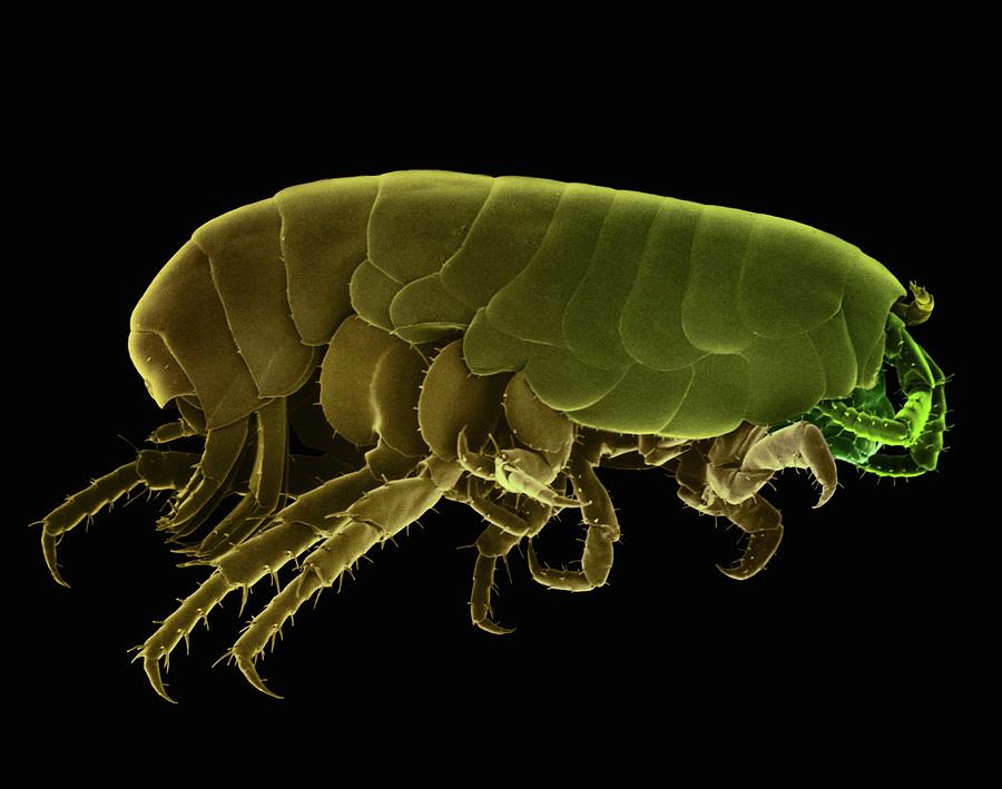 flea under microscope