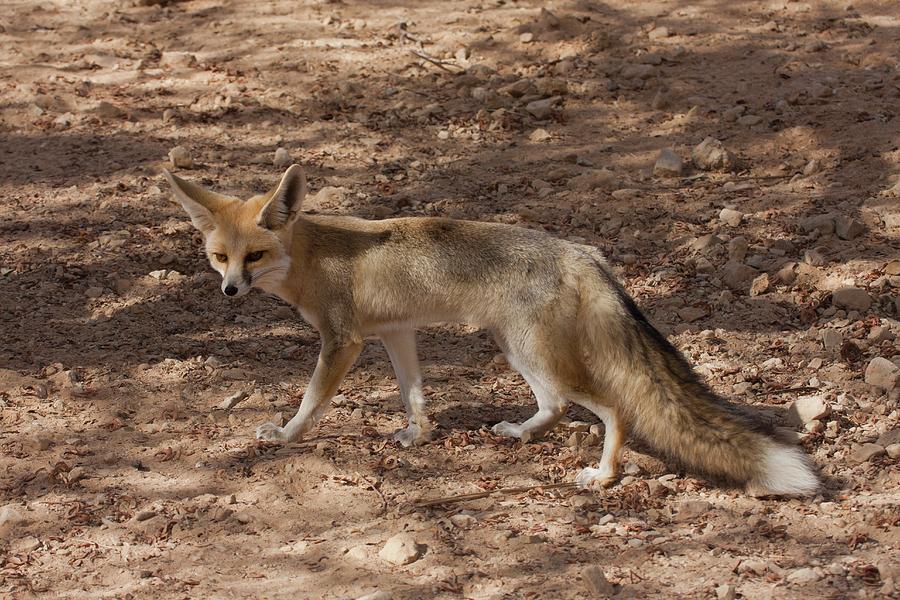 Sand Fox (vulpes Rueppellii) Photograph by Photostock-israel