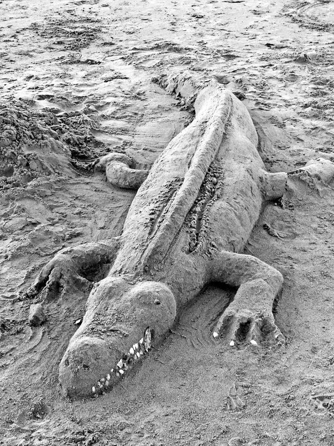 Sand Gator Photograph by Tom DiFrancesca