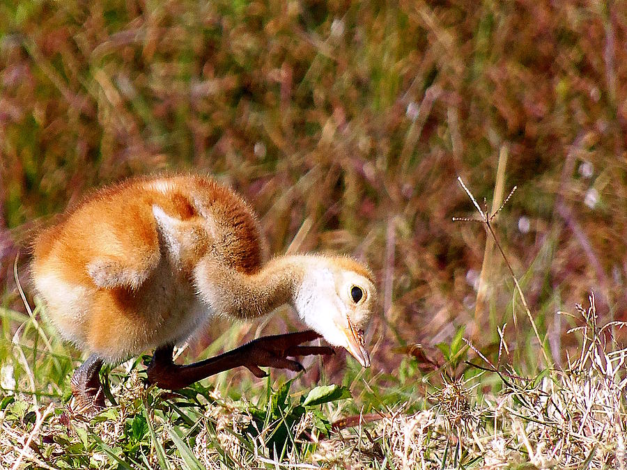 Sand-Hill Chick Scratching  Photograph by Christopher Mercer