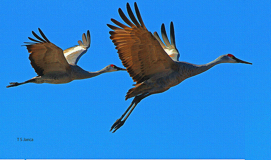 Sand Hill Cranes About To Land Photograph by Tom Janca